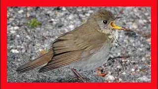 Bicknell's Thrush Song! Bicknell's Thrush Call! - Zorzal De Bicknell Canto - Catharus Bicknelli