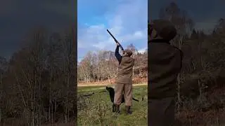 Driven Pheasant Shooting with Labrador Retriever Gundog #dog #shotgun