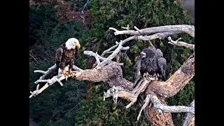 Big Bear Eagles ~ SImba Gets *FISH DELIVERY* ON SNAG!! Flies w/ FISH In TALONS! 8.7.19