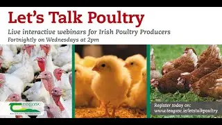 Let's Talk Poultry Webinar - Layer Management &ndash; Back to Basics