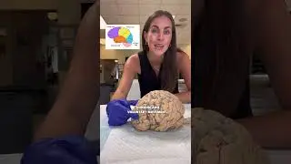 🧠 The Human Nervous System! 🧠 #anatomy #humanbody #brain #science #scienceteacher