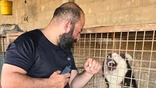 جهاز طارد للكلاب الضالة بالموجات فوق الصوتيه هل سينجح؟