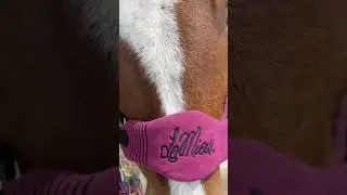 Welsh Cob Section d is the love of my life ~ heart horse ~ Ronnie&rsquo;s Equine Siblings
