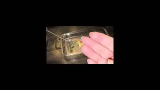 Как сделать серьги из проволоки и бусин