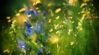 Copyright free nature videos | No Copyright Free Nature Videos | Nature no copyright video