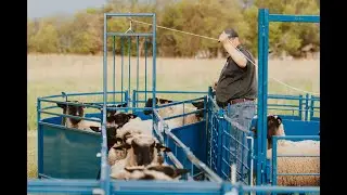 Sydell Sheep and Goat Equipment Guillotine Gate Video