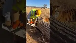 Construction Worker Saves Trapped Tiger From Dangerous Pit Rescue #wildlife #rescue #hero