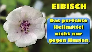 Eibisch &ndash; unbekannt aber so gesund und nicht nur gegen Husten das perfekte Heilmittel