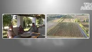 TDC AGRO 276