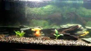 120g African Cichlid tank