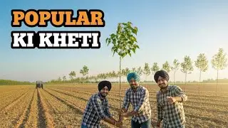 Punjab Mein Poplar Ki Kheti: Doston Ke Sath Naye Ped Lagaye! 🌳 | Poplar Plantation 2026