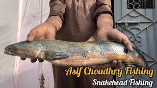 Snakehead fishing near Late Stop District Thatta. Asif Choudhry Fishing