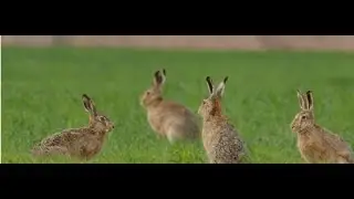 Chasse du li&egrave;vres et du faisans aux chiens d'arr&ecirc;ts - Setter Gordon -