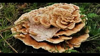 Abortiporus biennis   Greece by Theo