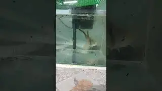 Feeding Toman Day 28 #fish #snakeheadfish #tomanbunga #channa #selamatharirayaaidilfitri