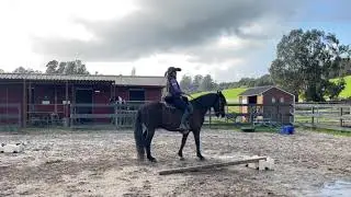 Modified Roll Back and Backing in a Circle with a Gaited Horse - Gaited Horse Training
