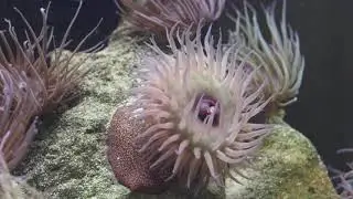 Strawberry  Anemone in Irish Native Marine Aquarium 4k