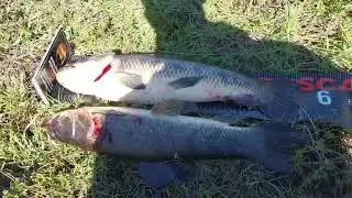 Saiu as traíra  bruta