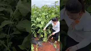 Nature Fresh Yacon Roots Harvesting from Farm by Rural Farmer #shorts #satisfying