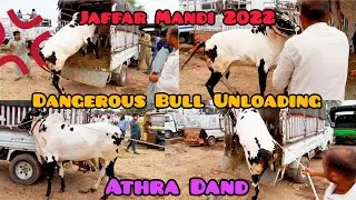 Dangerous Cow Unloading 2022 | Fateh jang |Jaffar Mandi 2022| Engry Fatehjangi Bull-Athra Dand 2022