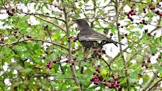 Ring Ouzel at RSPB Ham Wall in Somerset