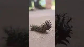 Stinging Buck Moth Caterpillar #farmlife #homestead #animal #caterpillar #monster
