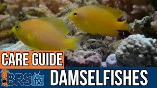 What You NEED to Know About Damselfish!