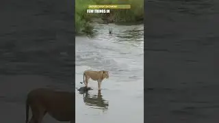 Crocodile Drags Lion Underwater &ndash; River Has a New King! Croc Sneaks Up on Lion in Shocking Attack! 😱