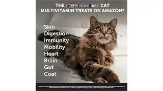 Pet Honesty Cat Multivitamin Chews Review: Are They Worth It for Your Cat&rsquo;s Health?