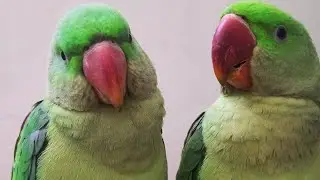 parrot sound, talking mithu, cute parrot video