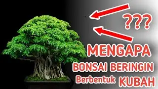 MENGAPA TAJUK BONSAI HARUS SEGI TIGA ??? Program Bonsai beringin lokal @masranna