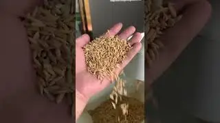 Effortless milling, better rice!# #ricemilling #efficient #backbone
