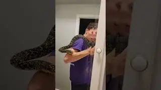 Giant King Rat Snake escaped! #kingsnake #ratsnake #reptiles #king #zookeeper