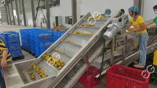 Industrial Mango Pulp Processing Line | Mango Pulp Making Machine