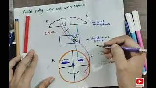 Facial palsy upper and lower motor neuron lesion | Hindi |made easy | Brainfuel by Farina