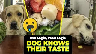 Do Dogs Have Food Preferences ? || Asking My Dog To Choose Different Foods || Eva Logic