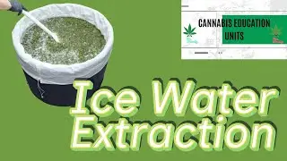 50. Ice Water Extraction, Remold Gummies, Excitement, Pink Pineapple, Weedly grow rooms, The Weedlys