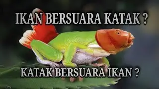 SATU-SATUNYA IKAN YANG BISA BERSUARA | CROACKING GOURAMI | CUPANG SAWAH | [#CHAPTERGOURAMI]