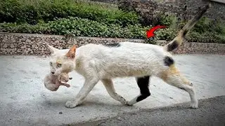 He Saw His Missing Cat and Her Three Little Kittens After Five Months
