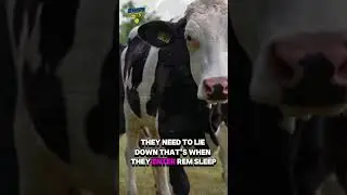 Do Cows Sleep Standing Up? 🐄 #facts #swipefacts