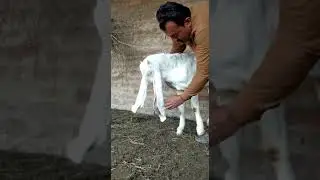 #shorts #farming #goat #tiktok #goatfarming goat farming in pakistan Haqqi goat farmApni bakra mandi