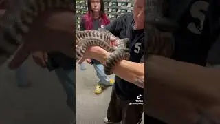 Black Headed Axanthic Python
