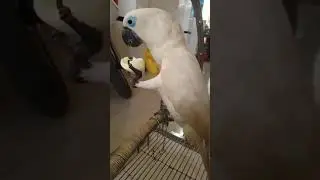 Blue Eye Cockatoo