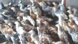 Boshveld chickens