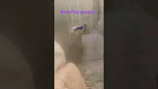 #breeding #guppyfishtank #guppybreeding #fishkeepingcommunity #fishkeepinghobby #freshwaterfish
