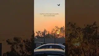 Growing Tips. #sun #sunset #traffic #roadside #cinematic #video #photography #camera #peace #love