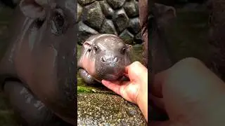 before and after animal transformation