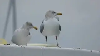 Herring Gull, Larus argentatus, R-E.8, Landtong Rozenburg, ZH, the Netherlands, 16 Nov 2025 (236)