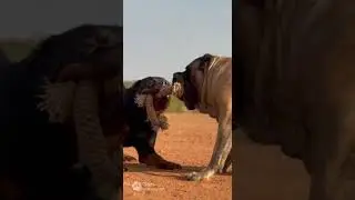 ROTTWEILER vs MASTIFF TUG OF WAR 💥 | PURE POWER SHOWDOWN