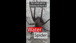 Water Spider #shorts